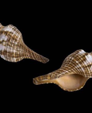 FASCIOLARIA FILAMENTOSA