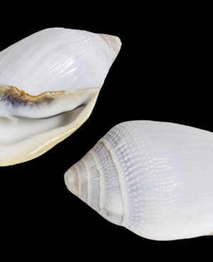 ELLOBIUM AURISJUDAE