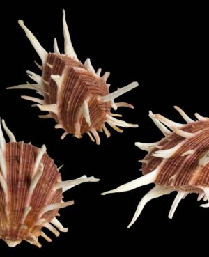 SPONDYLUS REGIUS SMALL CM.13-15