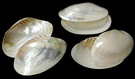 MUSSEL WHITE HALF 4" A META'