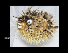 PESCE ISTRICE SMALL MINI