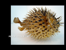 PEASCE ISTRICE 7-8"