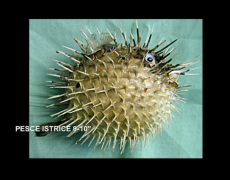 PESCE ISTRICE 9-10"