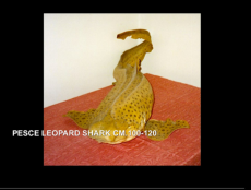 PESCE LEOPARD SHARK CM.100-120
