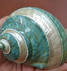 TURBO IMPERIALIS BANDED 3"+ SMALL