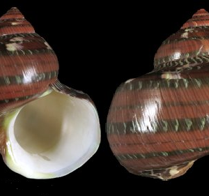 TURBO PETHOLATUS NAT.CM.5-6