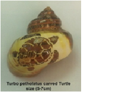 TURBO PETHOLATUS C\INCISIONI TARTARUGA CM.5-6