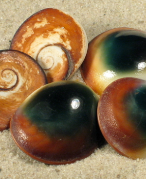 TURBO PETHOLATUS OPERCULUM GREEN