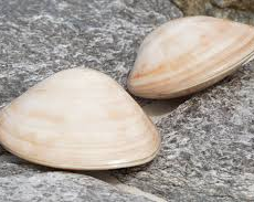 VENUS CHOCOLAT CLAM 4"