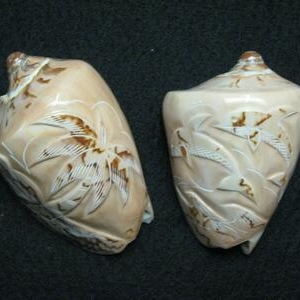 VOLUTA NOBILIS CARVED DELFINO