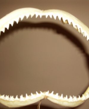 MASCELLE DI SQUALO EXTRA 15-18"