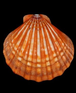 PECTEN SUBNODOSUS 1/2 HALF POLISHED ORANGE
