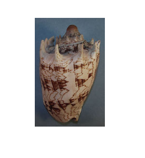 VOLUTA IMPERIALIS LARGE