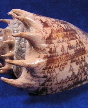 VOLUTA IMPERIALIS MEDIA
