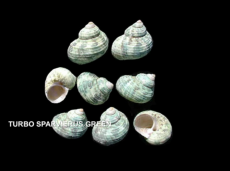 TURBO SPARVIERUS GREEN