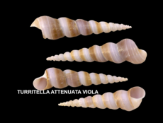 TURRITELLA ATTENUATA VIOLA