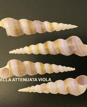 TURRITELLA ATTENUATA