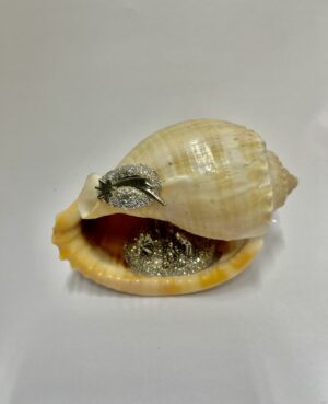 PRESEPE IN CONCHIGLIA CASSIS GLAUCA