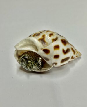 PRESEPE IN CONCHIGLIA MINI BABYLONIA AREOLATA